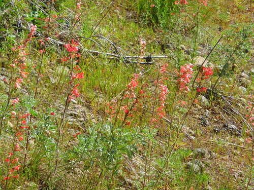 GDMBR: Bright Coral Ferry Trumpets.